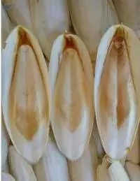 Cuttlefish Bone