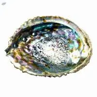 Polished Abalone Shell