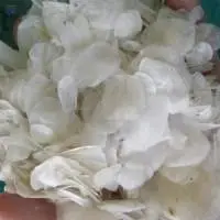 Dried Fish Scale
