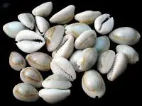 Raw Cowry Seashells