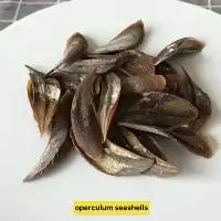 Openculum Seashells