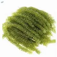 Dehydrated Sea Grapes