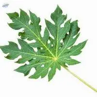 Dried Guava Leaf High Quality
