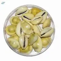 Cowrie Shells
