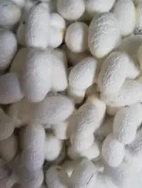 White Dried Cocoon