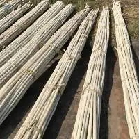 Rattan Pole/ Raw Rattan Material