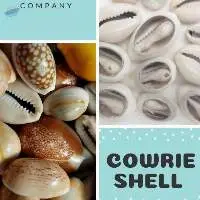 Cowrie Shell From Vietnam
