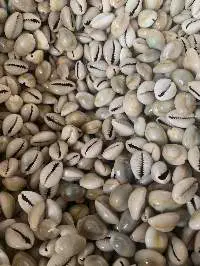 Cowrie Shell