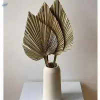 Dried Palm/beauty Palm From Viet Nam