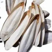 Clean Cuttlefish Bone