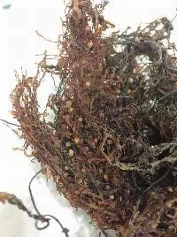 Sargassum