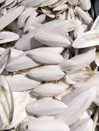 Cuttlefish Bone
