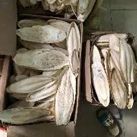 Hot Sale Clean Cuttlefish Bone