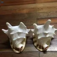 Seashells Helmet Seashell