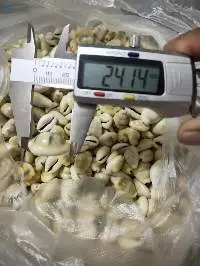 Cowries Shell