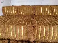 Coconut Fiber