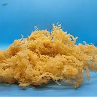 Purple Sea Moss Golden Sea Moss