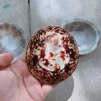 Limpet Shell