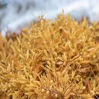 Dried Sargassum Seaweed