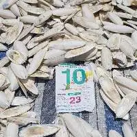 Cuttle Fish Bone