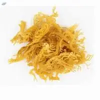 Golden Dried Sea Moss Unsalted