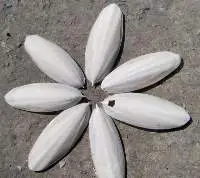 Cuttlefish Bone Best Price And High Quality