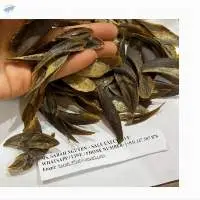 Murex Operculum Shell - Material For Perfume