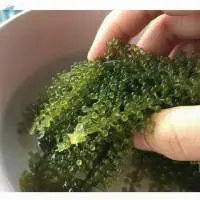 Sea Grape