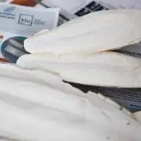 Cuttle Fish Bone