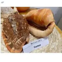 Seashell For Craft, Decoration, Fish Tank