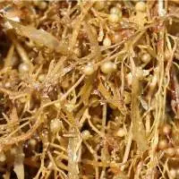 Dried Sargassum Seaweed