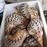 Queen Conch Shell Triton Conch Shell