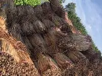 Dry Water Hyacinth