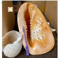 Yellow Helmet Shell 99 Gold Data