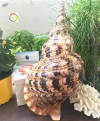 Large Trumpet Trition Shell And Other Seashells