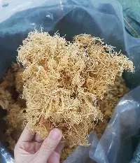 Seamoss/Irish Moss/Eucheuma Cottonii