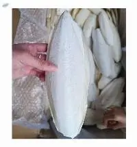 Cuttlefish Bone