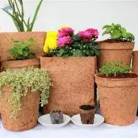 Coir Pot