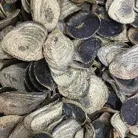 Dried Murex Operculum
