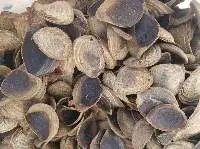 Murex Operculum 99 Gold Data Vietnam