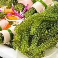 Dehydrated Sea Grapes