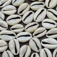 Cowrie Seashells