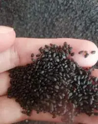 Dried Basil Seed For Juice Drink