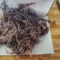 Seaweed Vietnam
