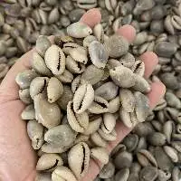 Cowrie Seashells