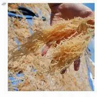 Dried Seamoss/Irish Moss/Eucheuma Cottonii
