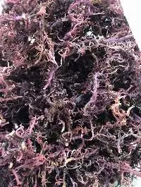 Dried Purple Seamoss