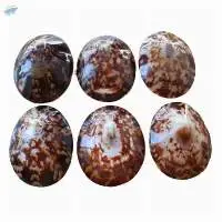 Limpet Shell for Making Jewelry