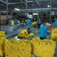 Premium Natural Standard Vietnam Rubber