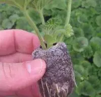 High Quality Coir Peat Pellet With Cheap Price